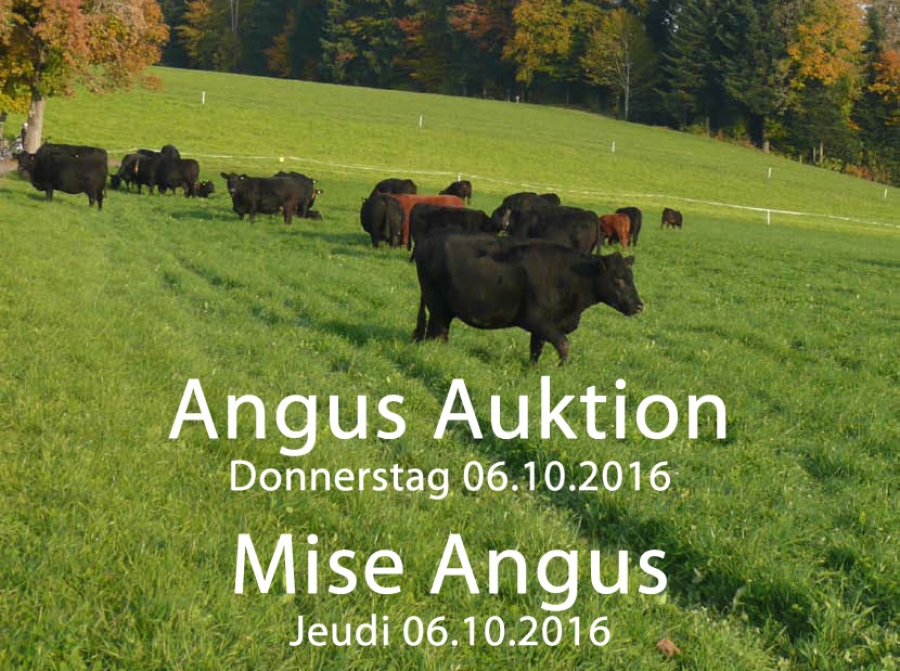 Der Katalog Angus Auktion 6.10.2016 ist online !