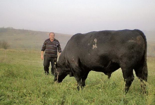 Der rumänische Bauer Mihail Vlas mit dem aus der Schweiz importierten Angus-Zuchtstier Timbo