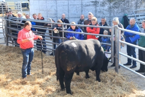 Donaumoos breeding better bulls