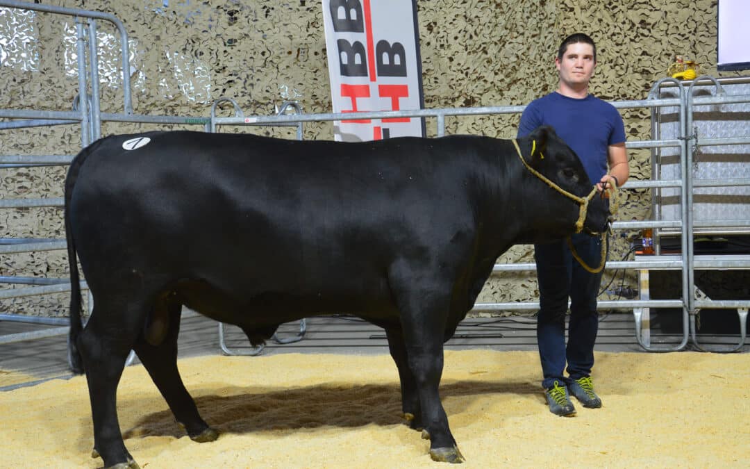 Marché aux taureaux d’automne 2023