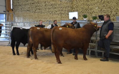 Marché aux taureaux d’automne 2024