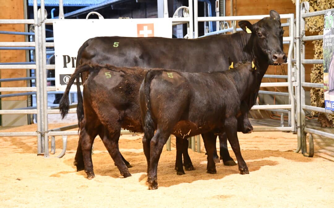 Erfolgreiche Angus Auktion in Brunegg
